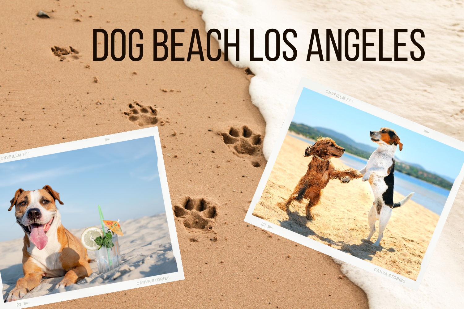 Dog Beach Los Angeles