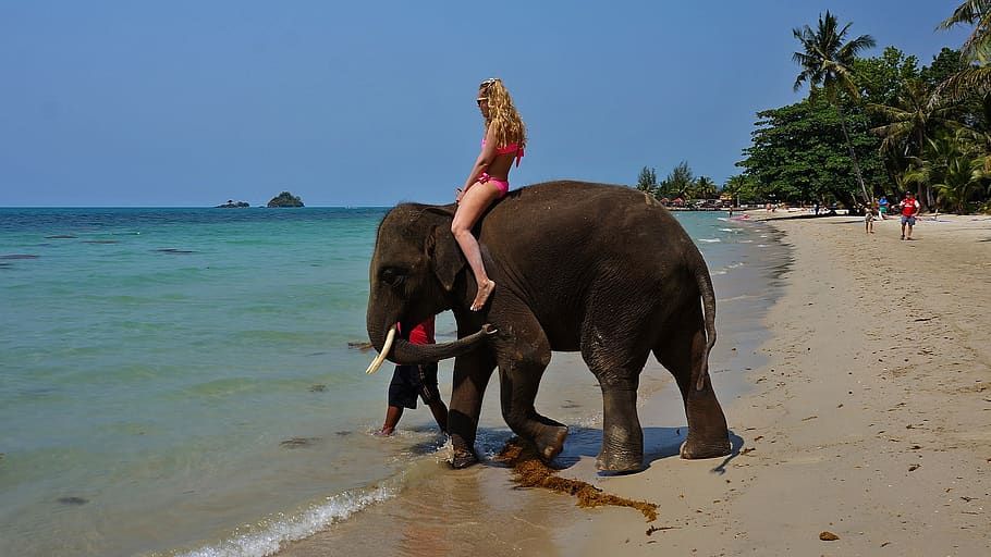 Elephant safari at Butler Bay Beach