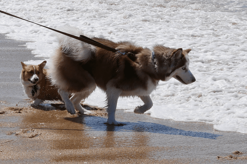 a mother dog and pup playing at sycamore beach 