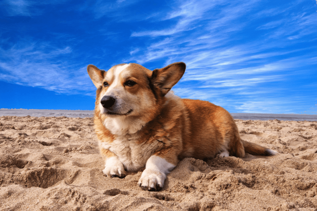 a dog sitting on the beach sand at granada beach near rosie's beach.