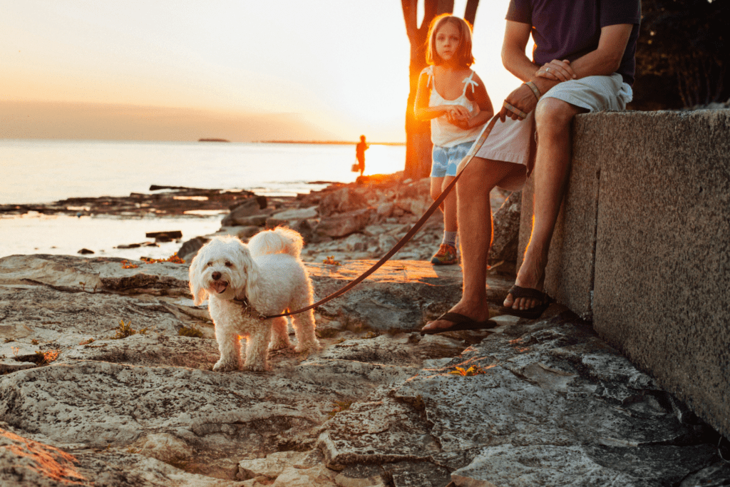 a small cute dog on leash with its owners enjoying the sunset at the rocky bay of staircase dog beach 