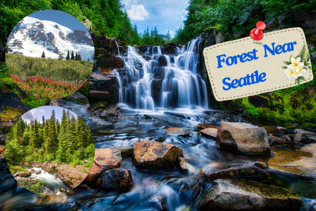 Top 10 Forests Near Seattle You Should Visit