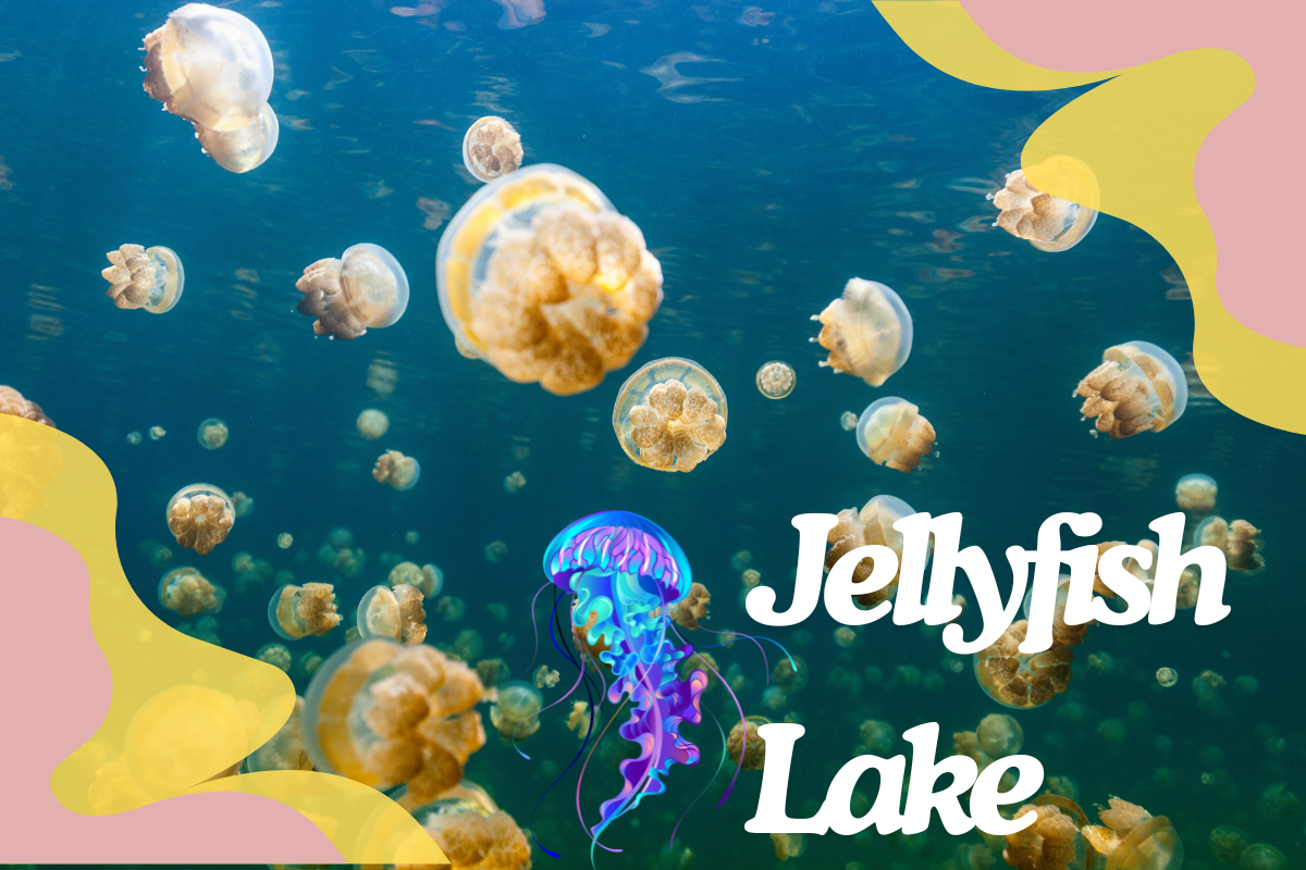 Jellyfish Lake: Top 10 Activities and Attractions Nearby